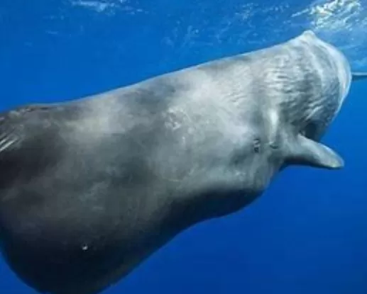 Tragic Pilot Whale Stranding in Western Australia: Desperate Rescue and Heartbreak