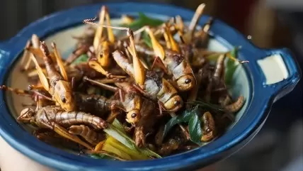 Silkworm satay? Singapore Approves Insects as Food.